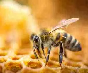  Les abeilles dans les rêves : que signifie rêver d'abeilles ?