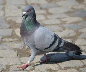  Rêver d'une colombe Signification des pigeons et des colombes dans les rêves
