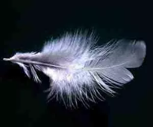  Les plumes dans les rêves Rêver de plumes La signification