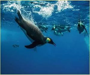  At drømme om en pingvin Betydning af pingviner i drømme