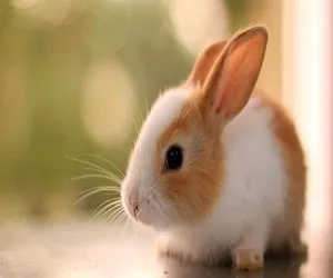  Sanjati zeca Simbolika i značenje zečeva i zečeva u snovima