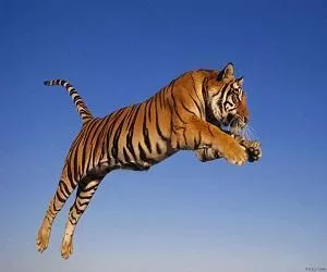  Dreamen fan in tiger Symbolyk en betsjutting fan 'e tiger yn dreamen