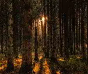  Rêver de forêt Signification des bois et des forêts dans les rêves