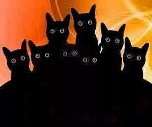  Rêver de chats noirs : ce que cela signifie